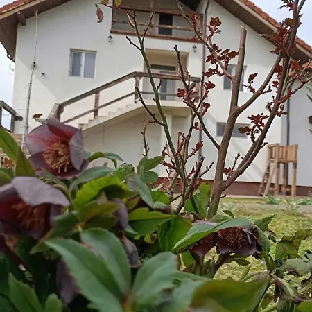 Casa Gheorghe Apartment Balabancea Exterior photo
