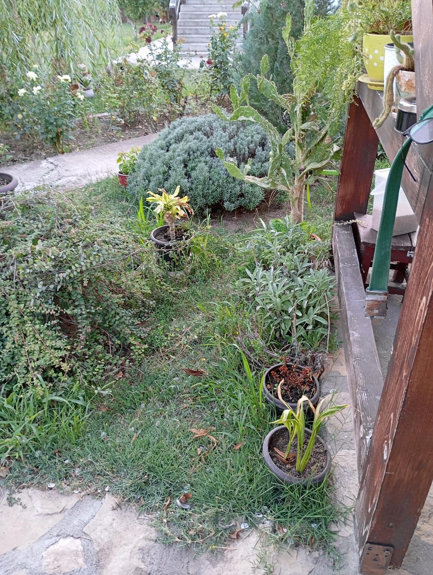 Homestay Casa Gheorghe *